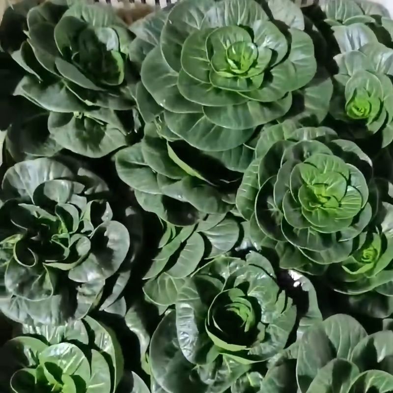 特矮苏苏州青种子，100克