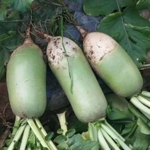 山西吕梁文水青萝卜大量上市