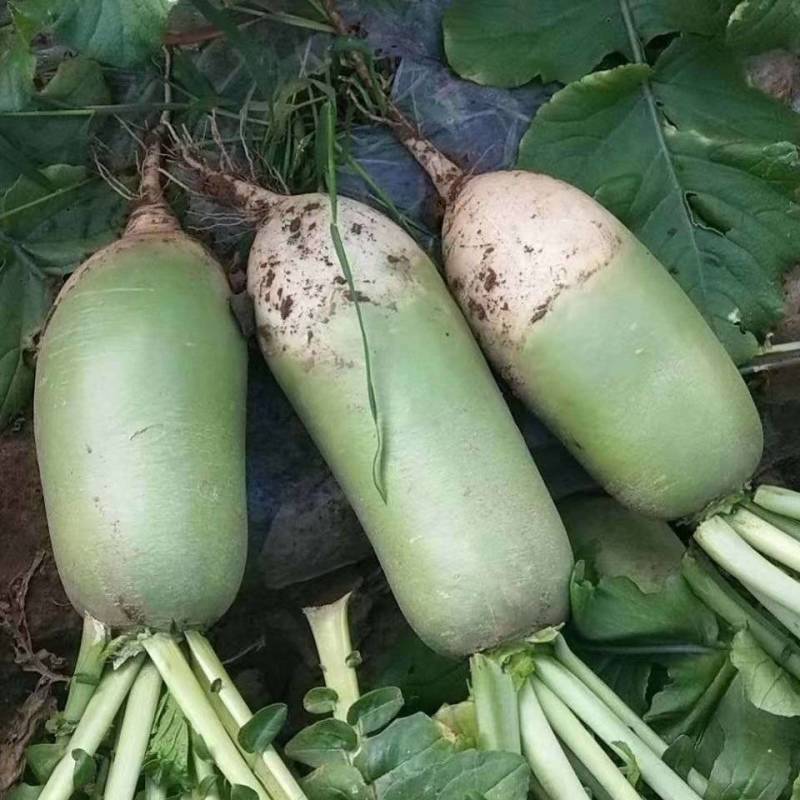 山西吕梁文水青萝卜大量上市
