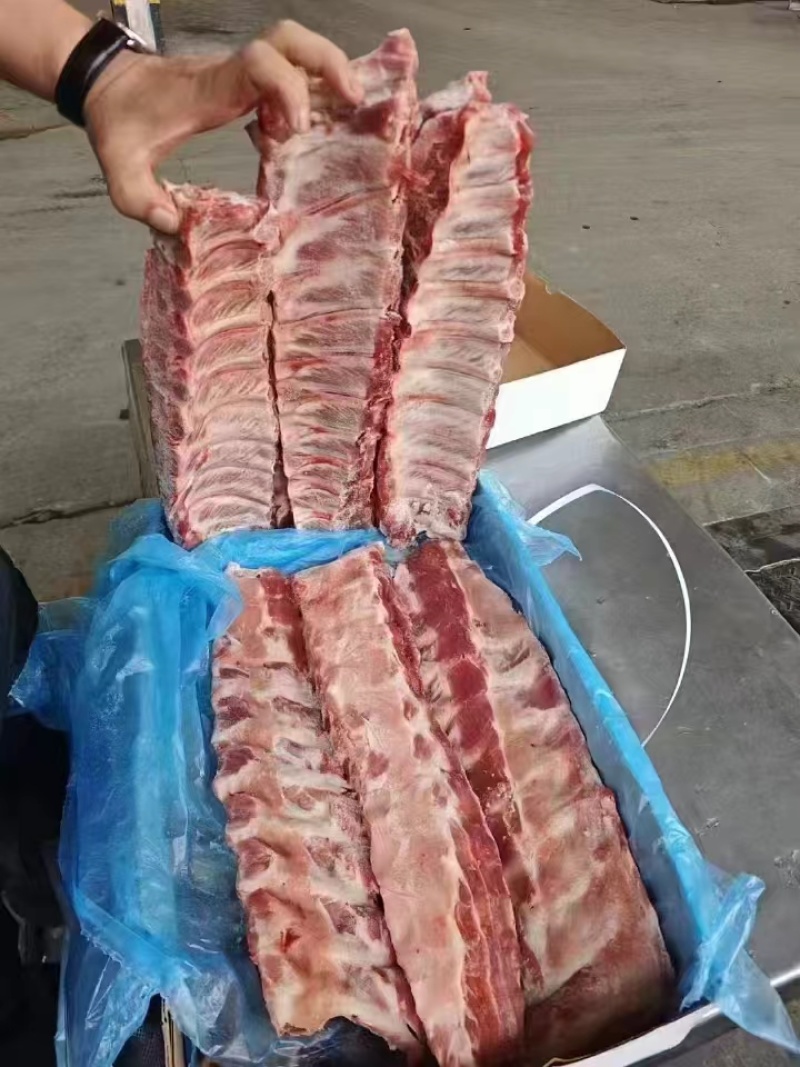 709母猪寸排