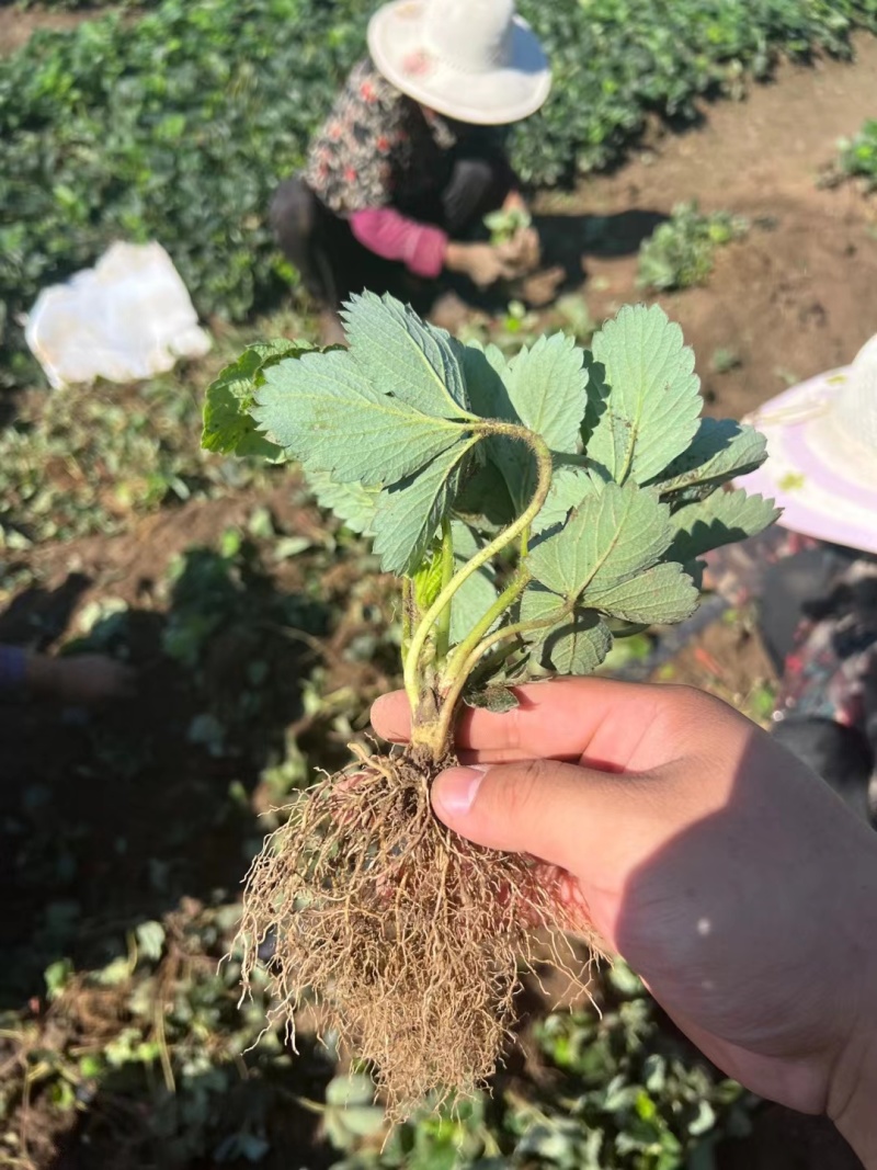 甜查理草莓苗甜查理穴盘苗章姬穴盘苗宁玉穴盘苗品种齐全