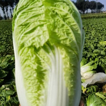 山西吕梁文水黄心大白菜大量上市