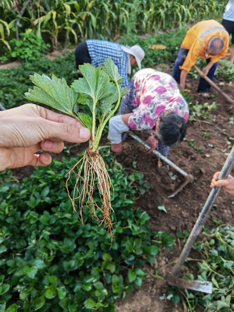 甜查理草莓苗甜查理穴盘苗章姬穴盘苗宁玉穴盘苗品种齐全