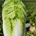 山西吕梁文水黄心大白菜大量上市