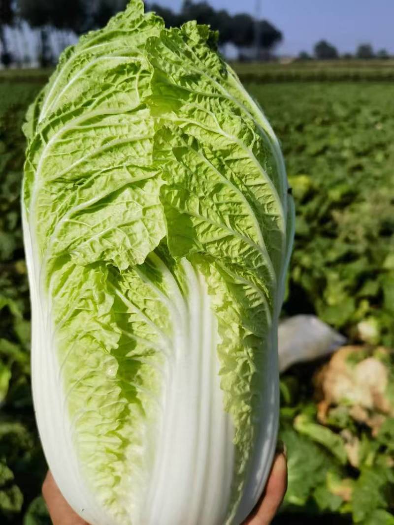 山西吕梁文水黄心大白菜大量上市
