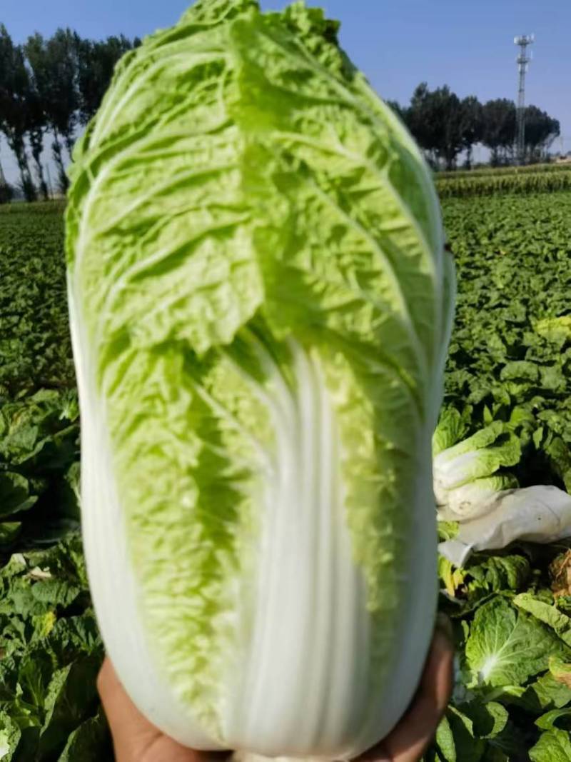 山西吕梁文水黄心大白菜大量上市