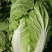 山西吕梁文水黄心大白菜大量上市