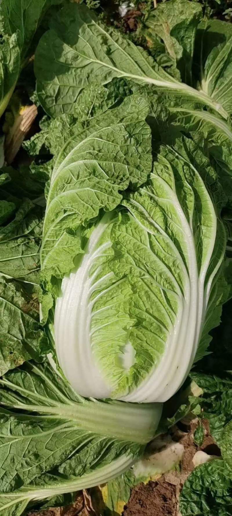 山西吕梁文水黄心大白菜大量上市