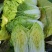 山西吕梁文水黄心大白菜大量上市