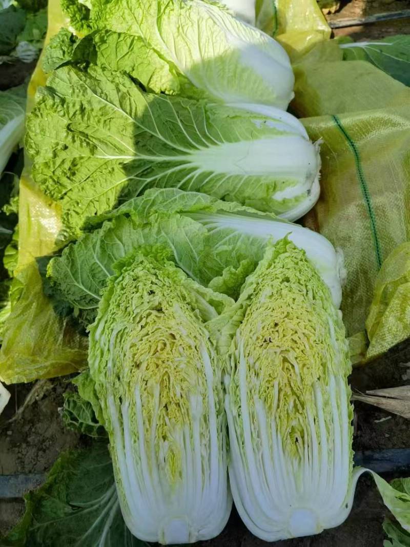 山西吕梁文水黄心大白菜大量上市