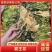 霸王花干无硫新货产地直销，一件20斤，颜色绿