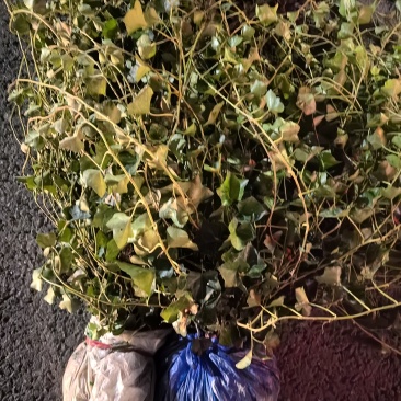 苗圃直供常绿爬藤植物爬山虎地苗爬山虎杯苗常青藤地苗杯苗