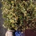 苗圃直供常绿爬藤植物爬山虎地苗爬山虎杯苗常青藤地苗杯苗