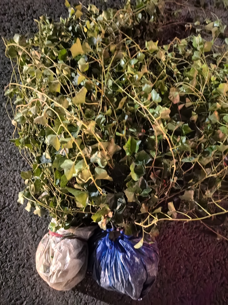 苗圃直供常绿爬藤植物爬山虎地苗爬山虎杯苗常青藤地苗杯苗