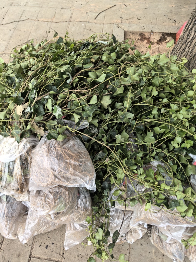 苗圃直供常绿爬藤植物爬山虎地苗爬山虎杯苗常青藤地苗杯苗