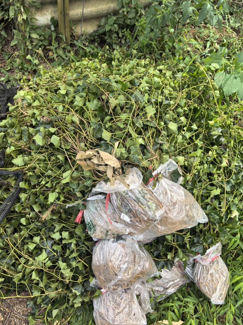 苗圃直供常绿爬藤植物爬山虎地苗爬山虎杯苗常青藤地苗杯苗