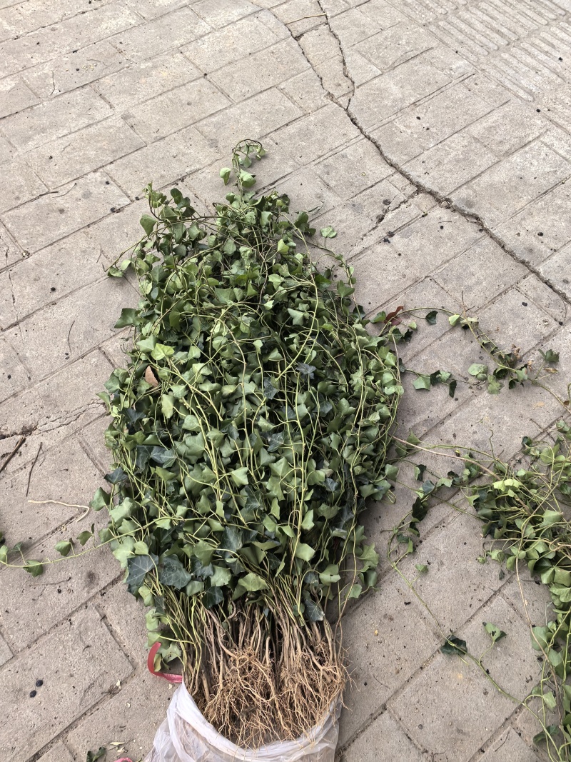 苗圃直供常绿爬藤植物爬山虎地苗爬山虎杯苗常青藤地苗杯苗