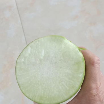 加工厂专用青萝卜
