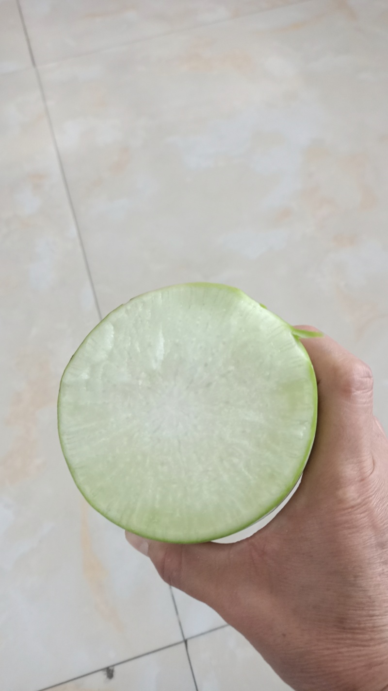 加工厂专用青萝卜