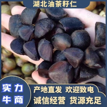 正宗油茶籽油茶籽仁货源充足现货现发欢迎致电下单