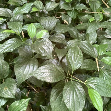 假蒌、假蒟、臭蒌、山蒌、大柄蒌、马蹄蒌，新鲜现摘，现摘发