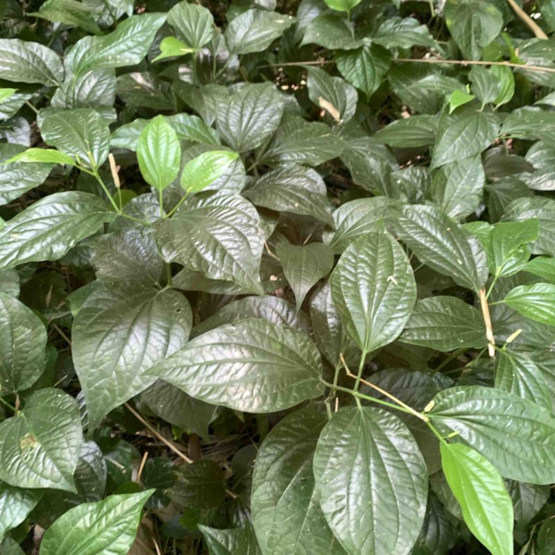 假蒌、假蒟、臭蒌、山蒌、大柄蒌、马蹄蒌，新鲜现摘，现摘发