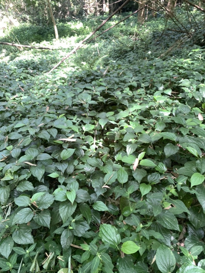 假蒌、假蒟、臭蒌、山蒌、大柄蒌、马蹄蒌，新鲜现摘，现摘发