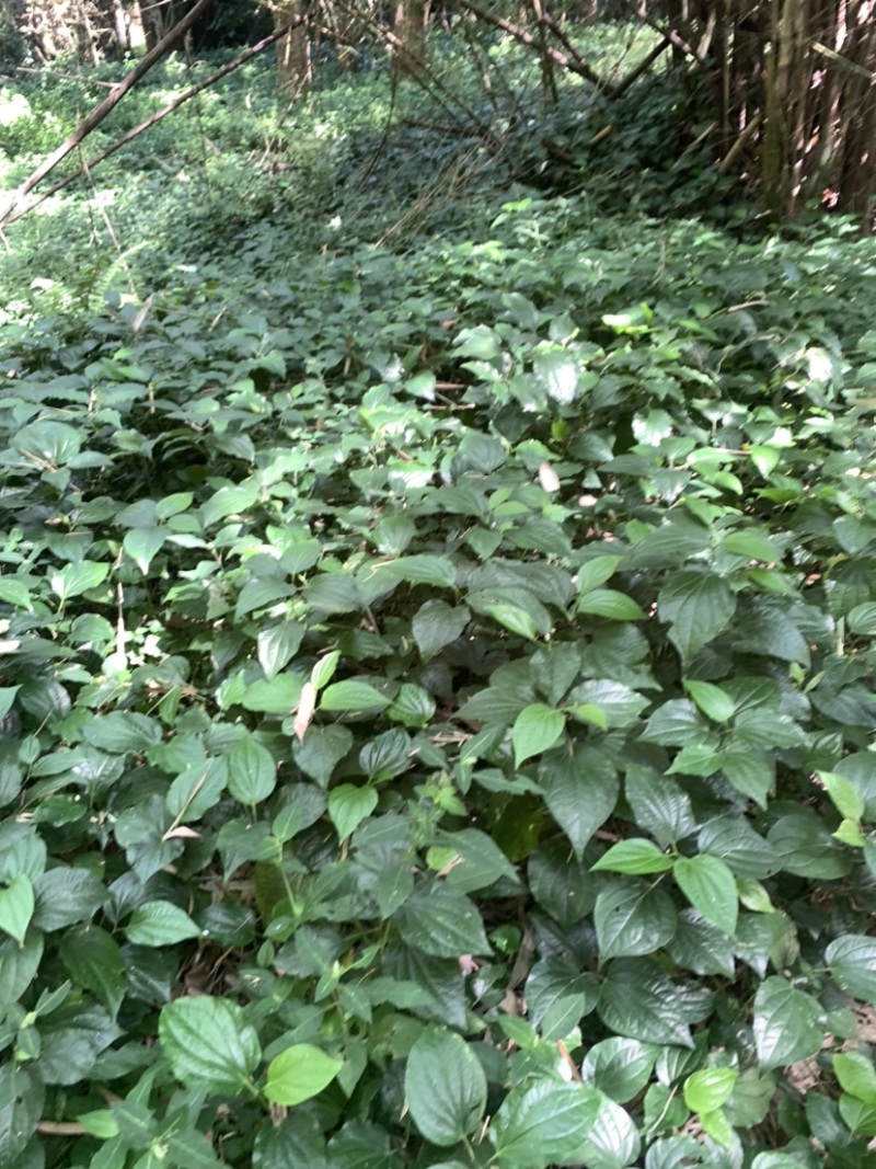 假蒌、假蒟、臭蒌、山蒌、大柄蒌、马蹄蒌，新鲜现摘，现摘发