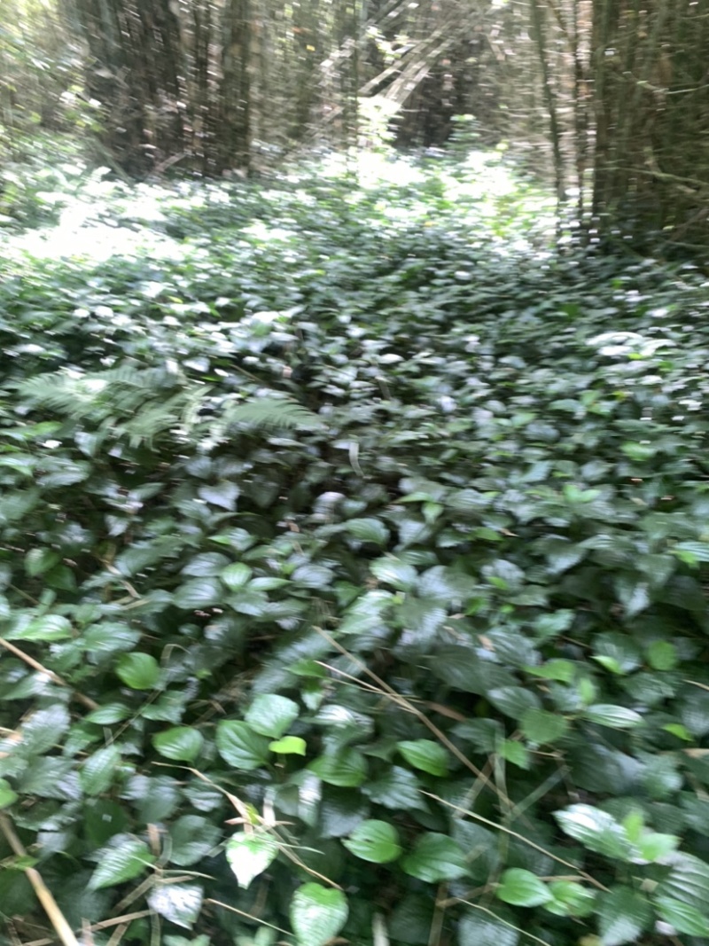 假蒌、假蒟、臭蒌、山蒌、大柄蒌、马蹄蒌，新鲜现摘，现摘发