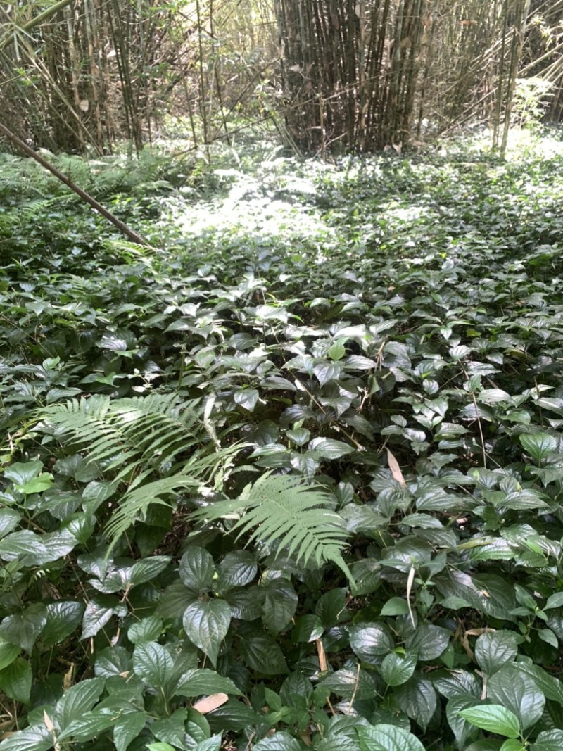 假蒌、假蒟、臭蒌、山蒌、大柄蒌、马蹄蒌，新鲜现摘，现摘发