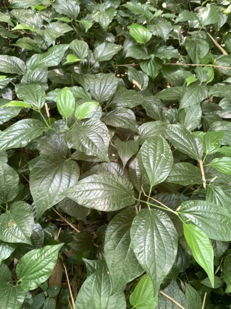 假蒌、假蒟、臭蒌、山蒌、大柄蒌、马蹄蒌，新鲜现摘，现摘发