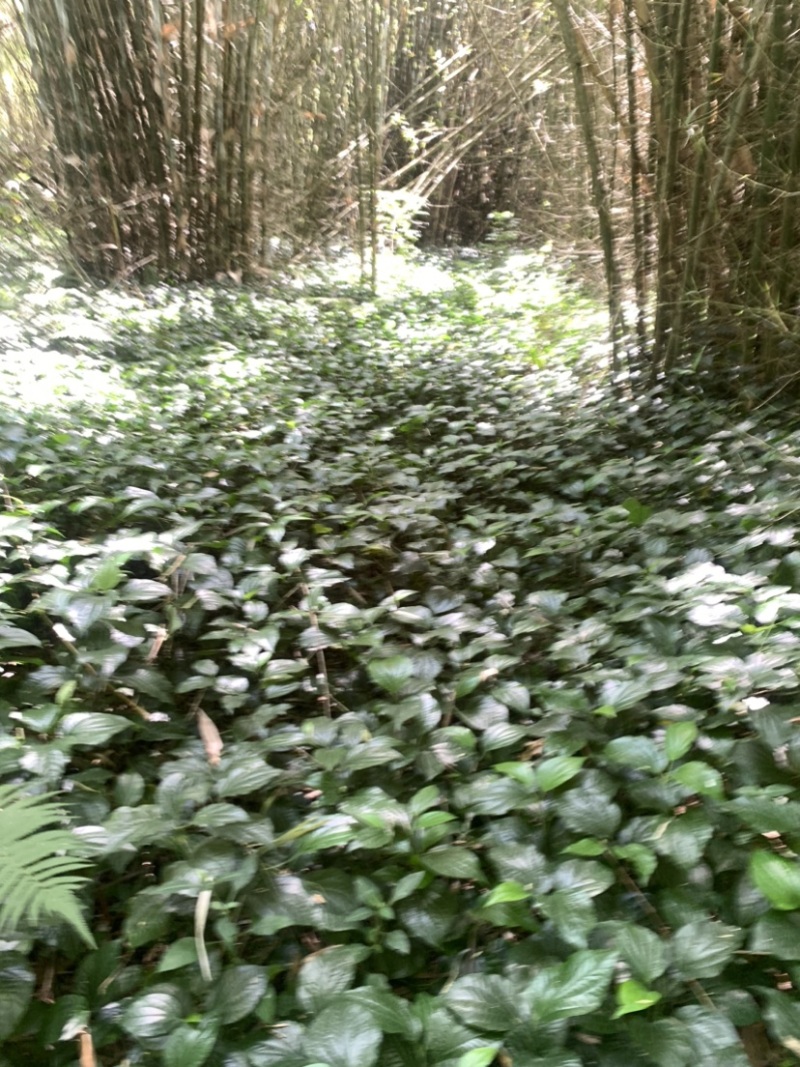 假蒌、假蒟、臭蒌、山蒌、大柄蒌、马蹄蒌，新鲜现摘，现摘发