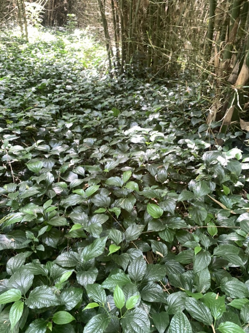 假蒌、假蒟、臭蒌、山蒌、大柄蒌、马蹄蒌，新鲜现摘，现摘发