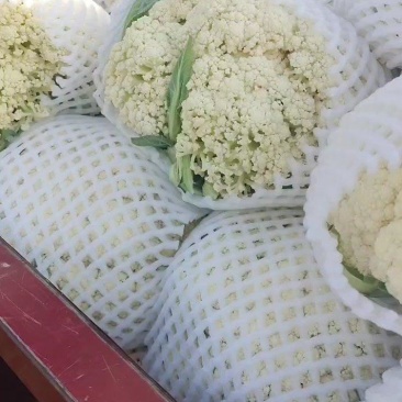 陕西散花大量上市，