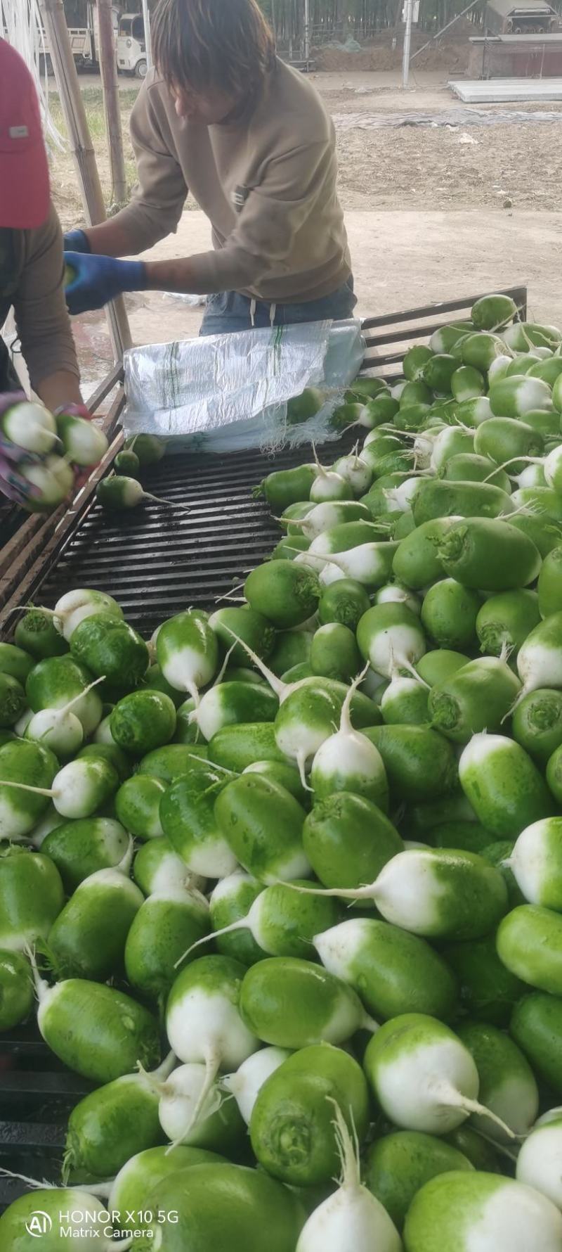 青萝卜宝玉水洗打包大量上市