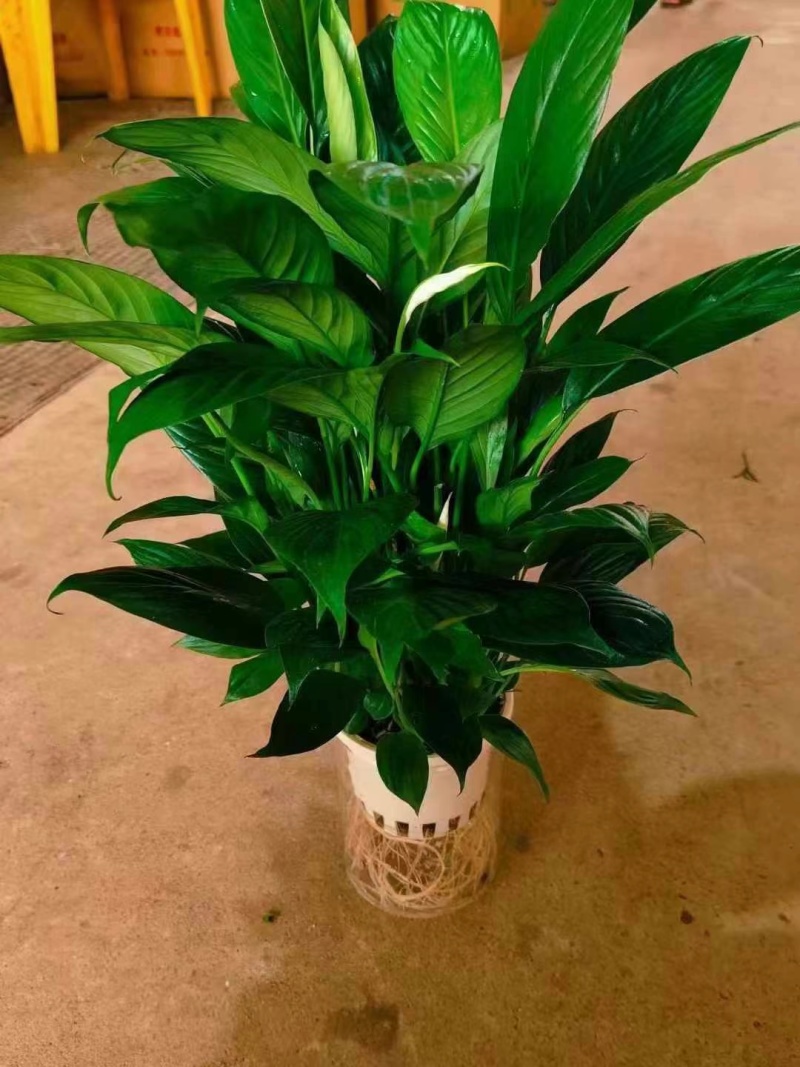 大直杯水培美酒白掌一帆风顺高大茂密一箱20装现货实拍