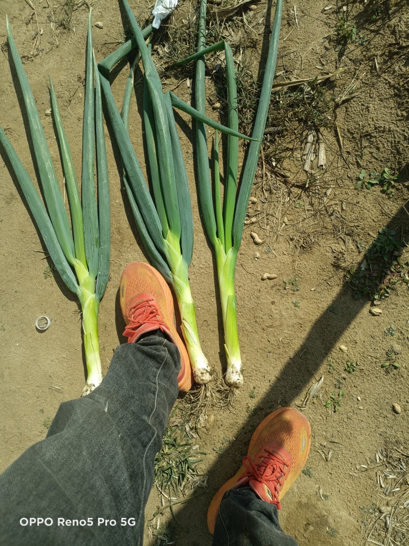 鸡腿大葱货源充足，质量保证。
