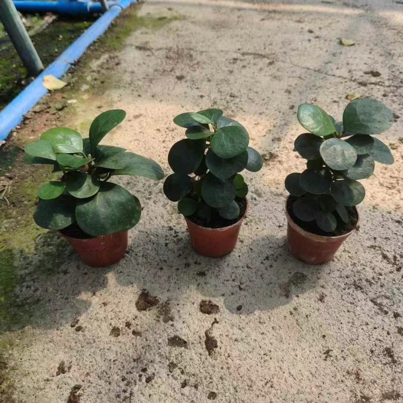 90规格小盼菩提基地直发，一件35装