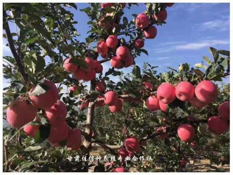 甘肃静宁通渭交界高山红富士货足脆甜耐储运来电