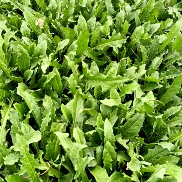 新鲜采摘，菏泽蒲公英，健康养生，**特惠。