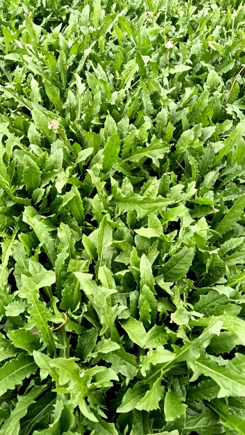 新鲜采摘，菏泽蒲公英，健康养生，**特惠。
