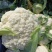 松花菜，白面青梗散花，菜花