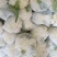 松花菜，白面青梗散花，菜花