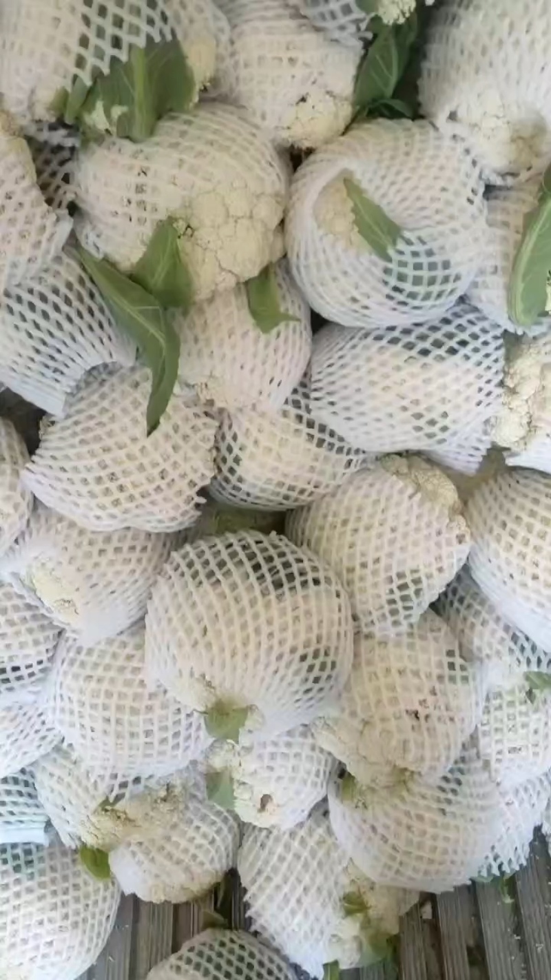 松花菜，白面青梗散花，菜花