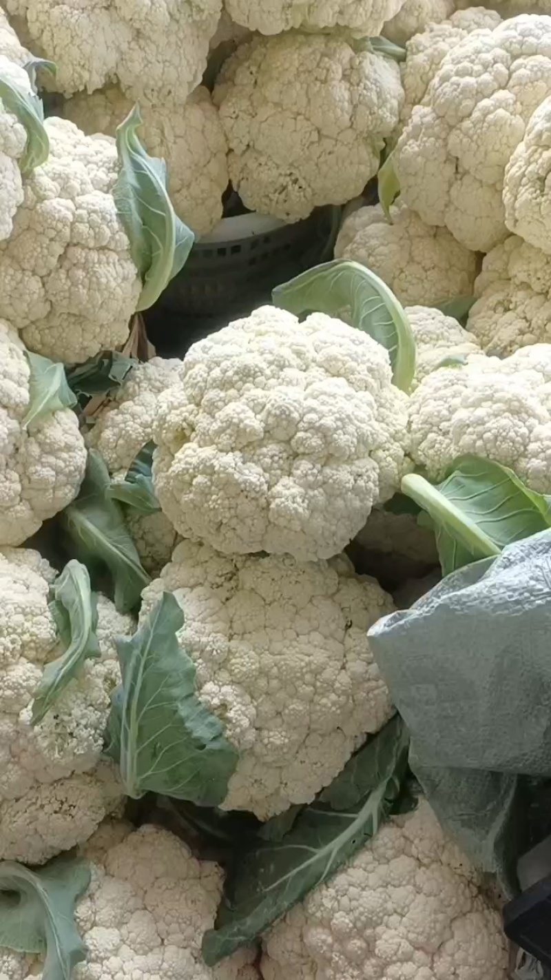 松花菜，白面青梗散花，菜花