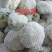 福建漳州松花菜，青梗散花，菜花大量市白面青梗散花