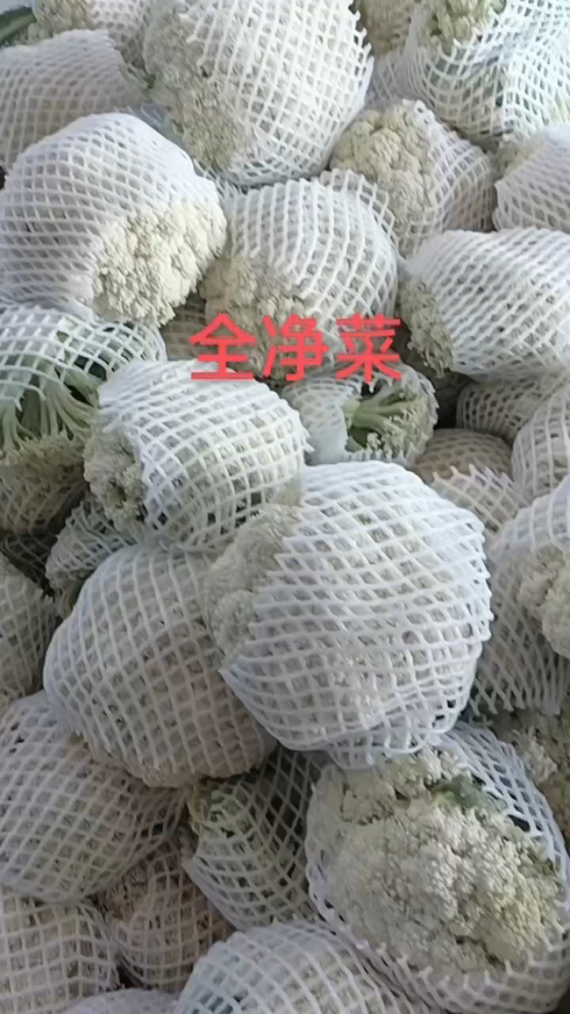 福建漳州松花菜，青梗散花，菜花大量市白面青梗散花