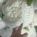 福建漳州松花菜，青梗散花，菜花大量市白面青梗散花