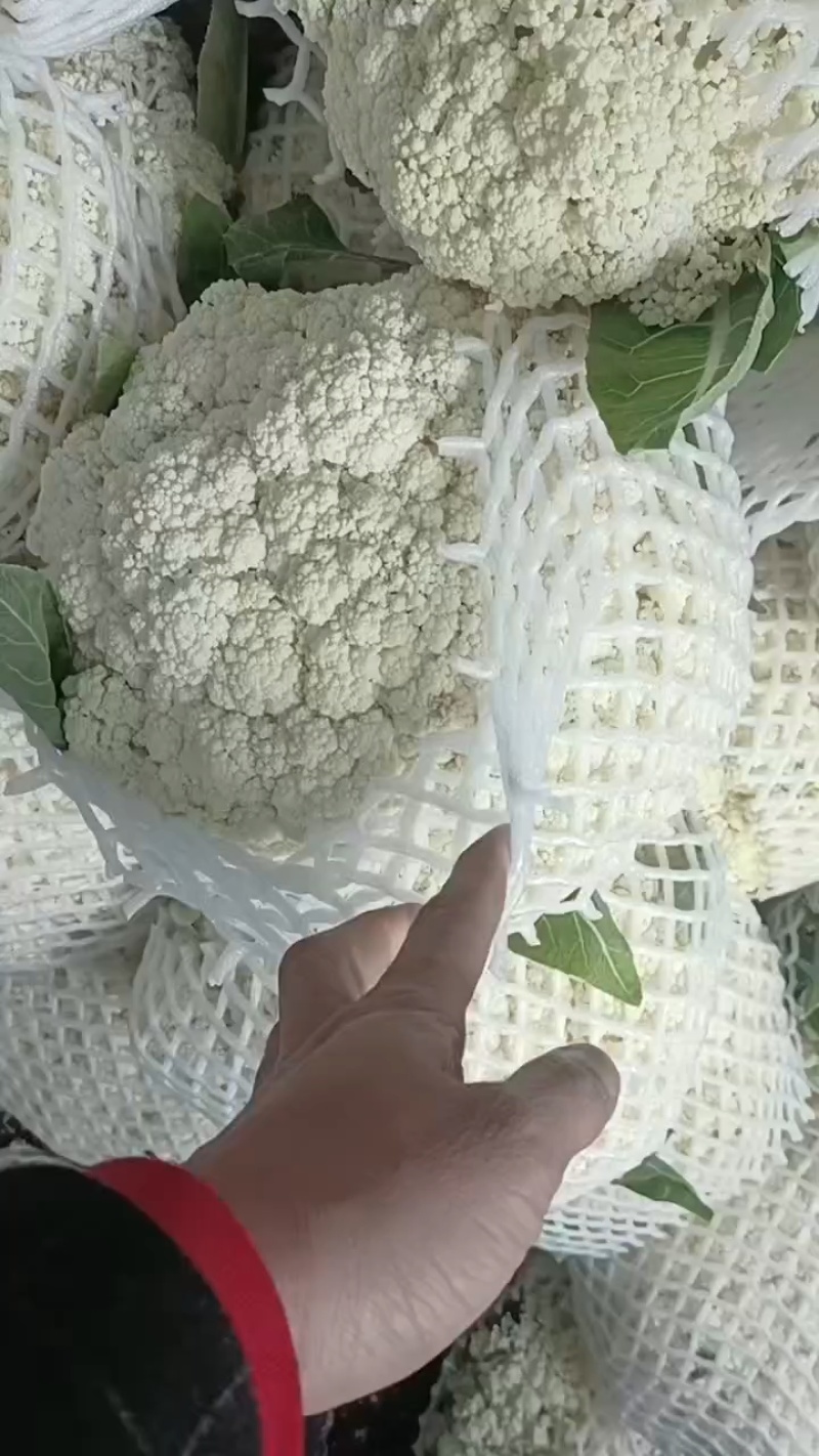 福建漳州松花菜，青梗散花，菜花大量市白面青梗散花