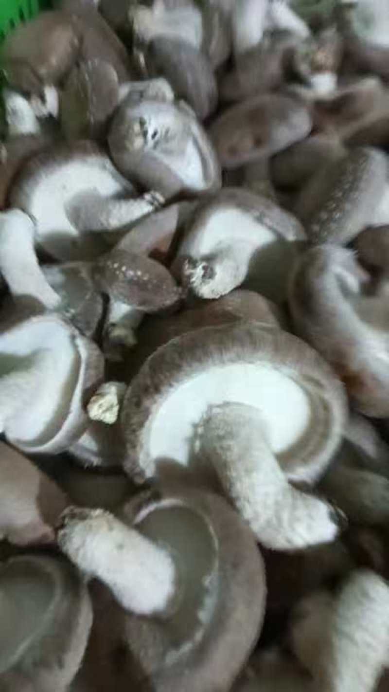 河北香菇大量有货产地直供一手货源品质保证诚信经营